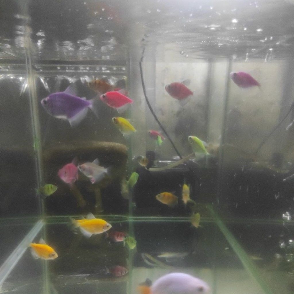 ikan glofish tiger