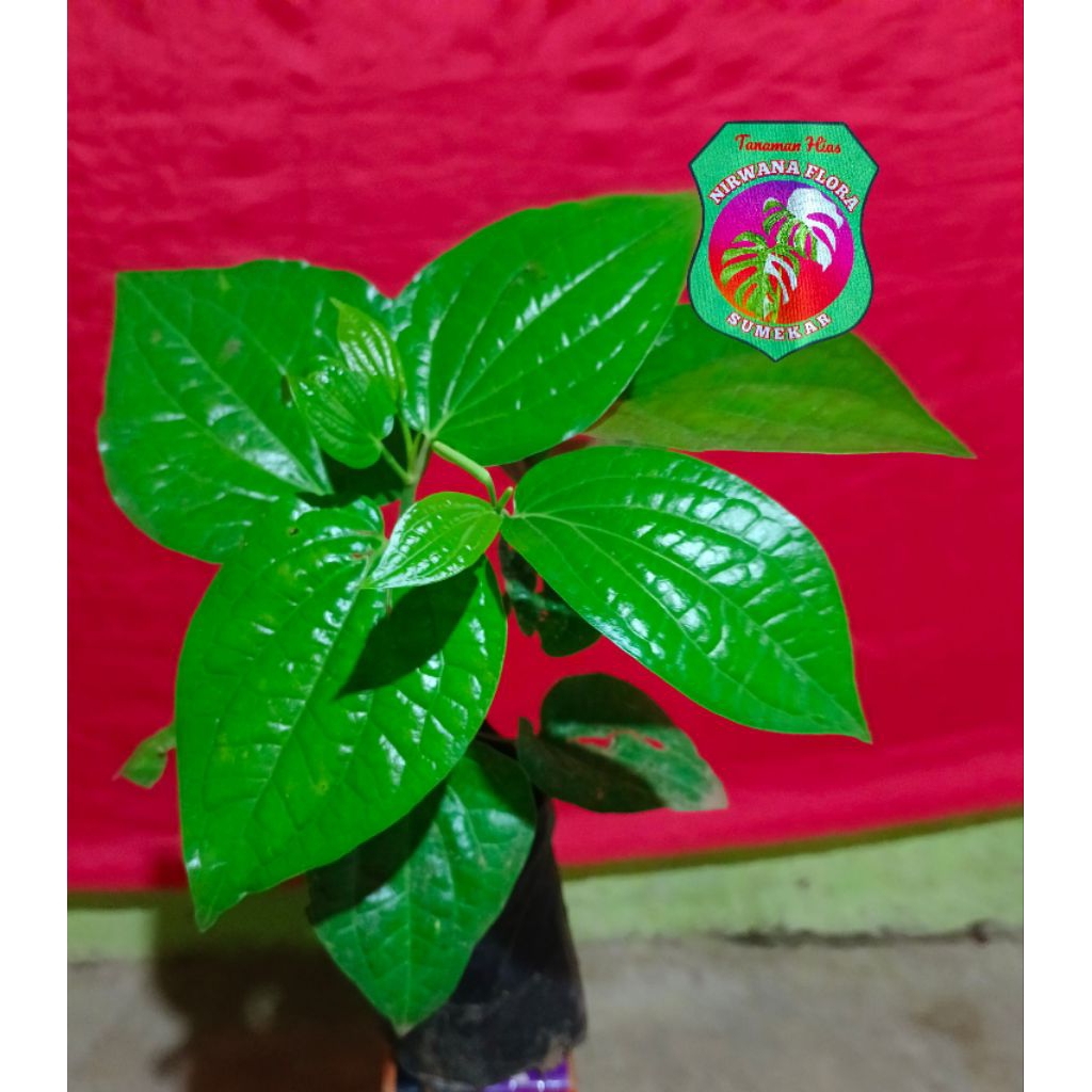 tanaman merica / sahang