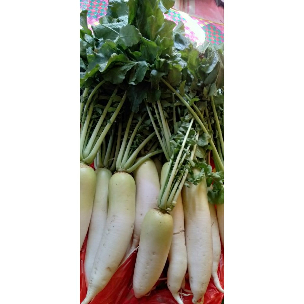 

SAYUR LOBAK PUTIH SEGAR