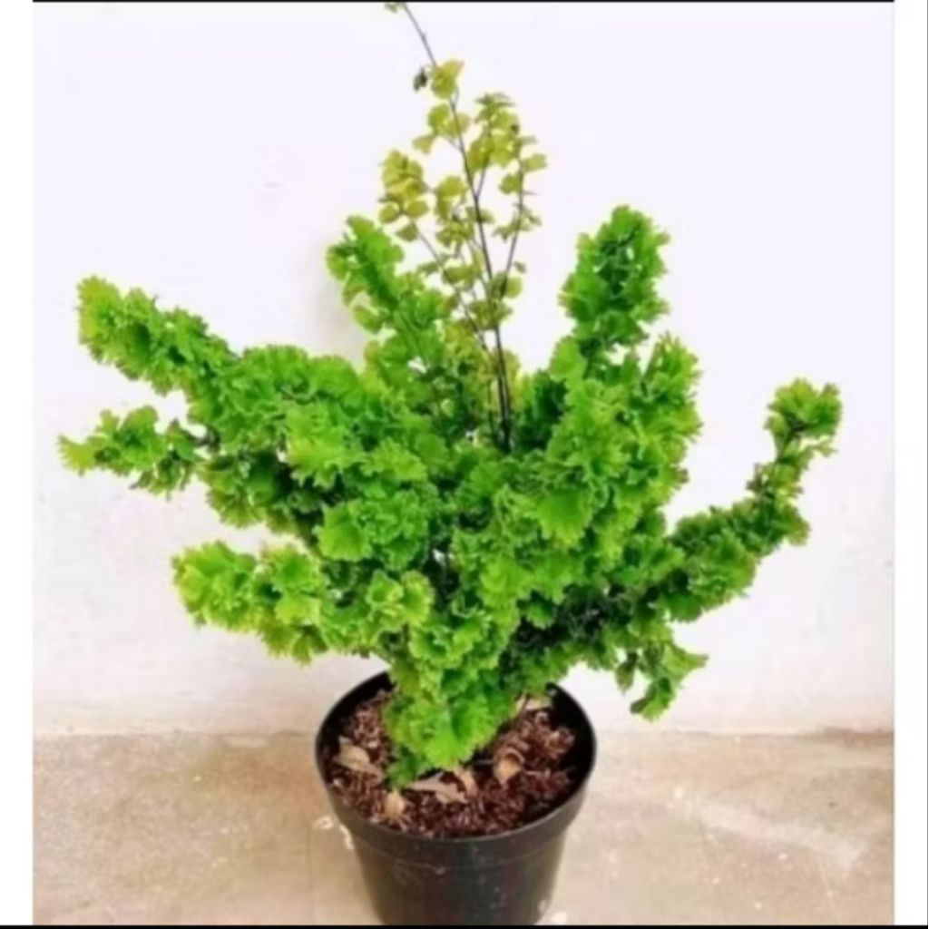 Tanaman hias suplir Tusuk Sate, hiasan taman - Suplir Tusuk Sate