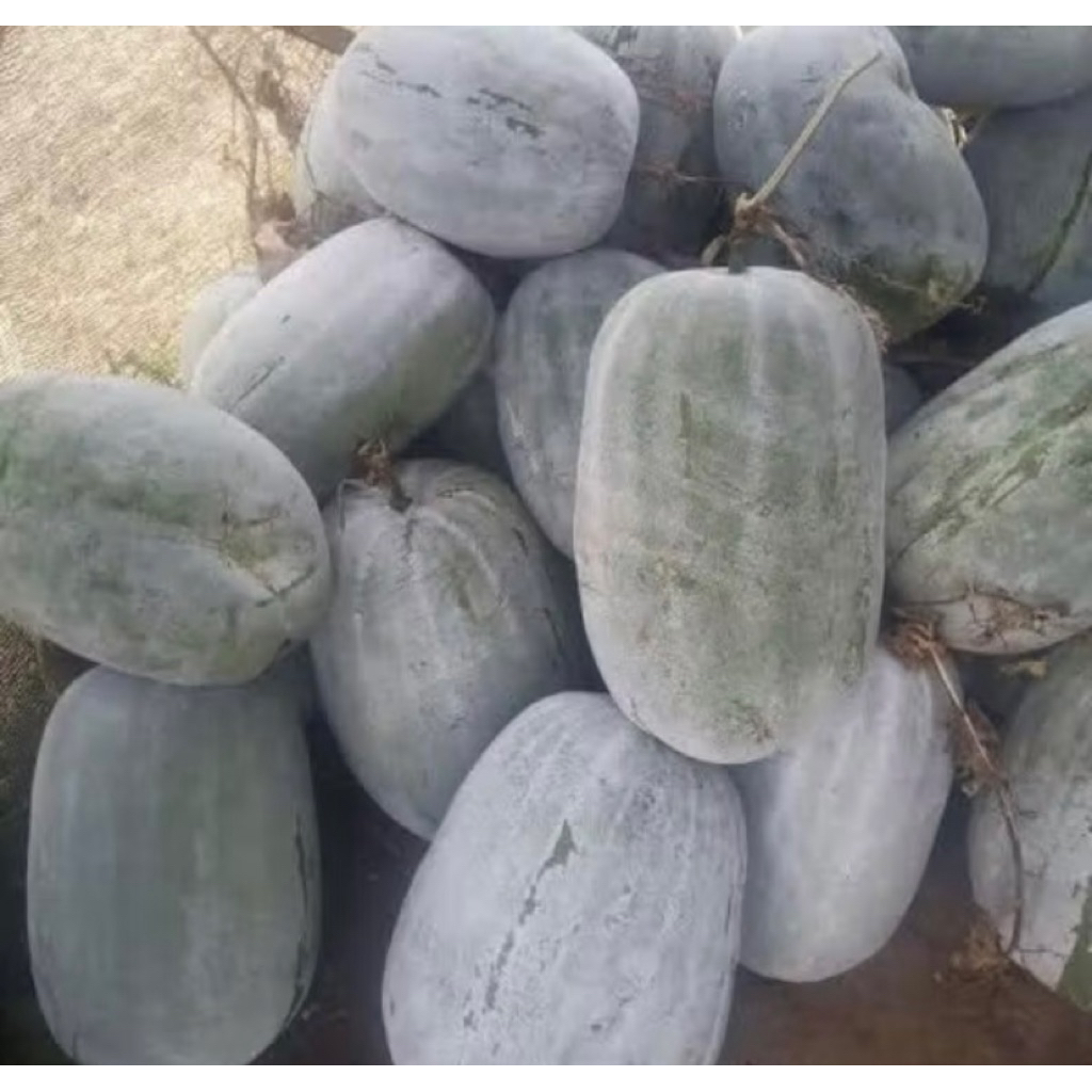 

buah bligo buah kundur beligo obat herbal 1 kg - 1,5 kg