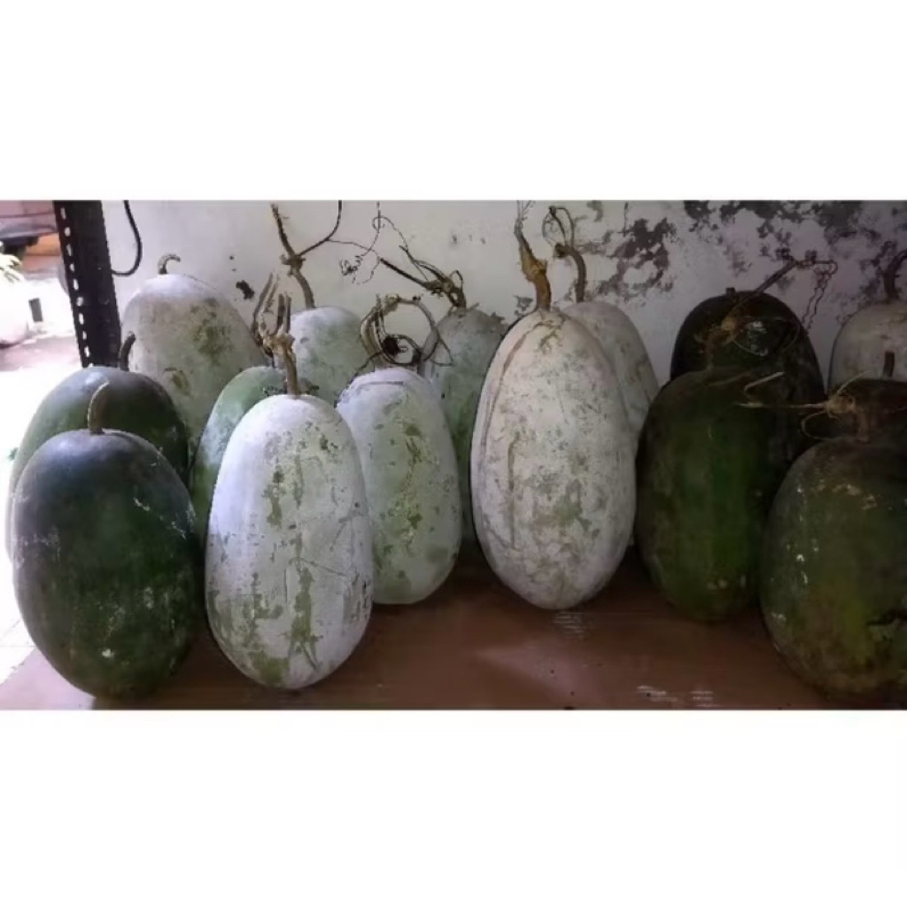 

promo buah bligo atau buah kundur atau winter melon 1 - 1,5 kg (bergaransi)