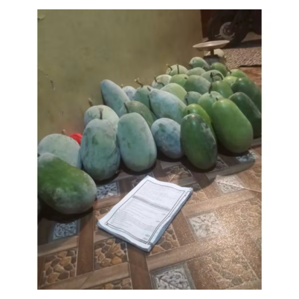 

2,2 Sampay 2,8 kg buah bligo/kundur fres baru d petik