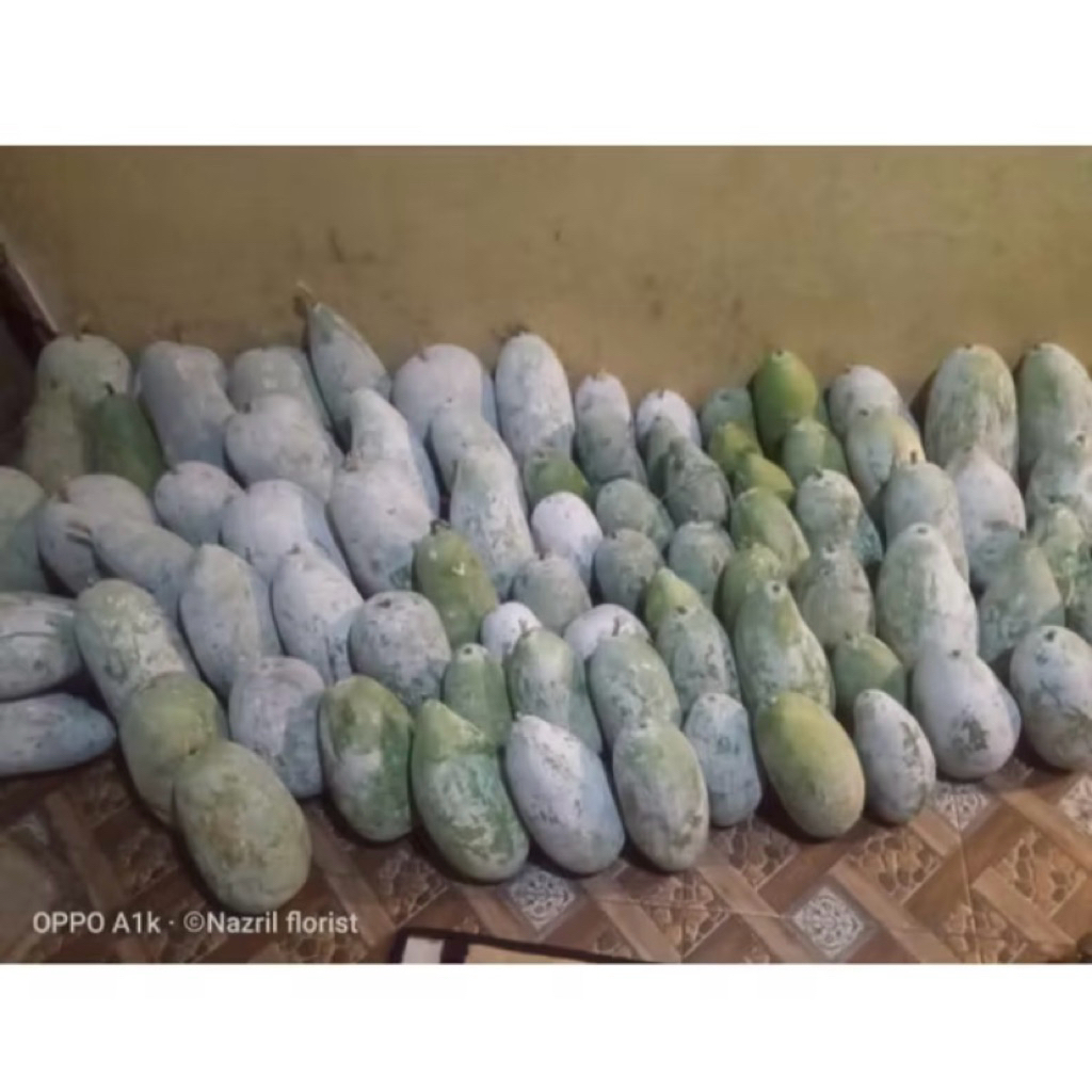 

Buah kundur/bligo tua -+ 2kg - 2,5kg