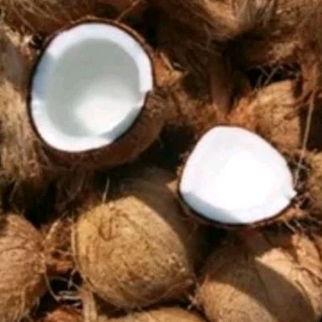 

Kelapa Tua Bulat/Utuh