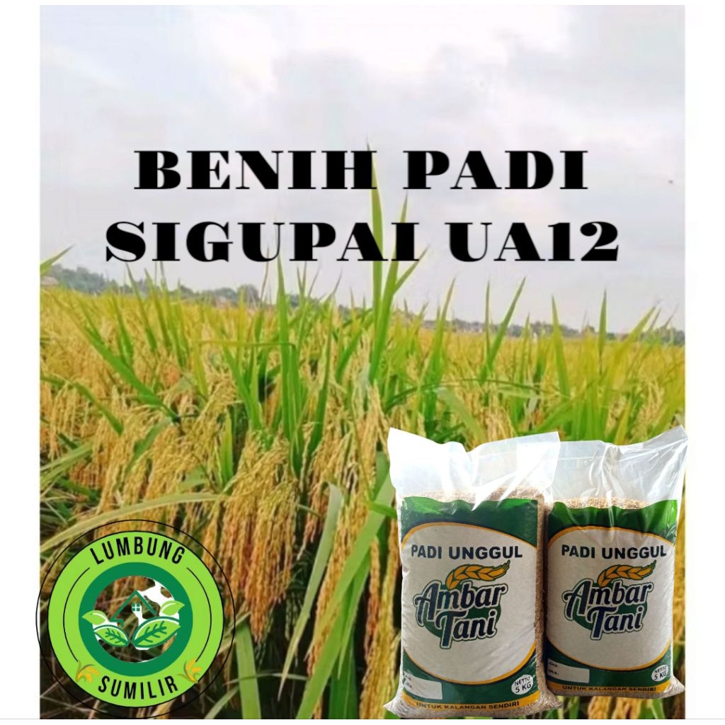 Benih Padi SIGUPAI UA12 Kemasan 5kg
