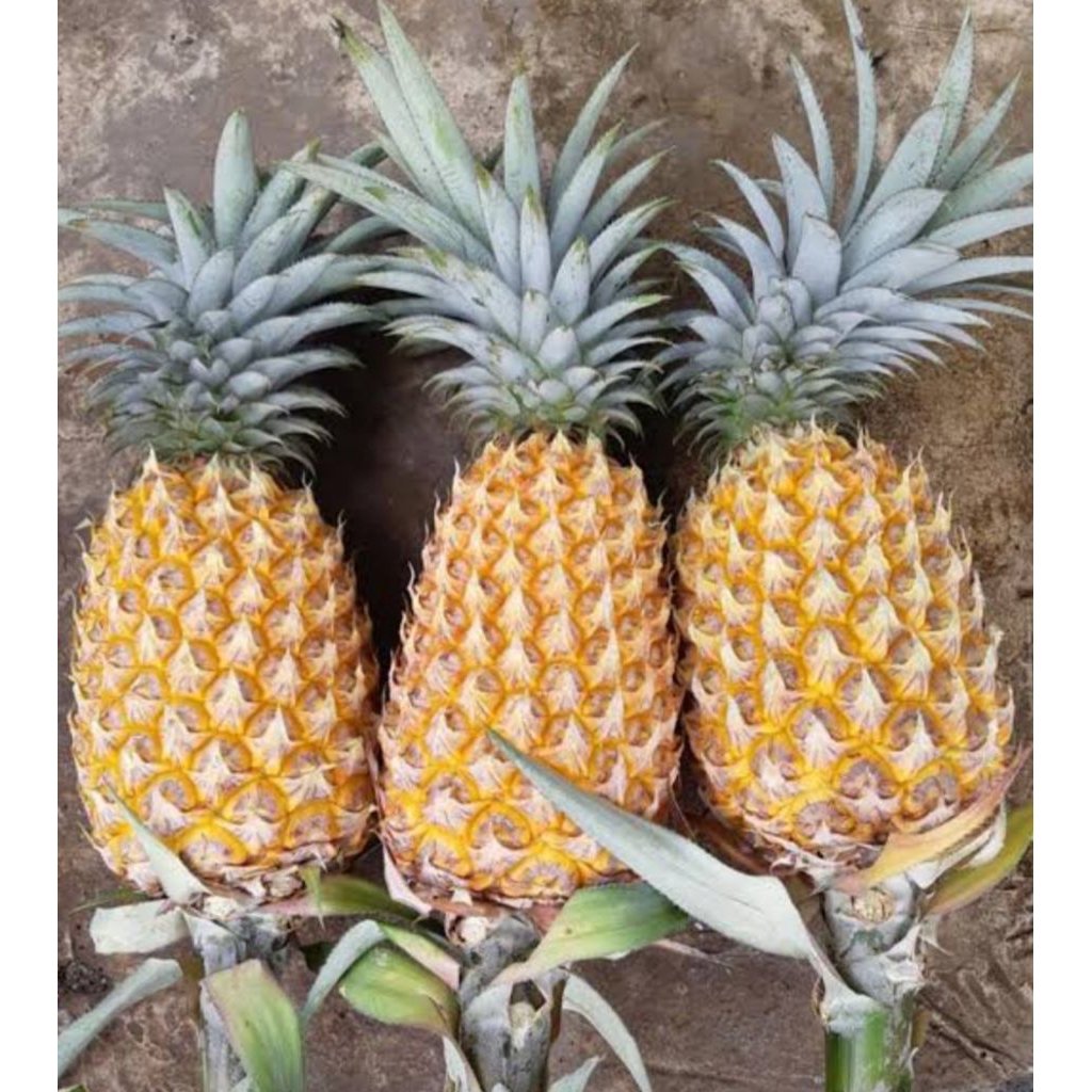 

buah nanas pilihan 1 biji bppn