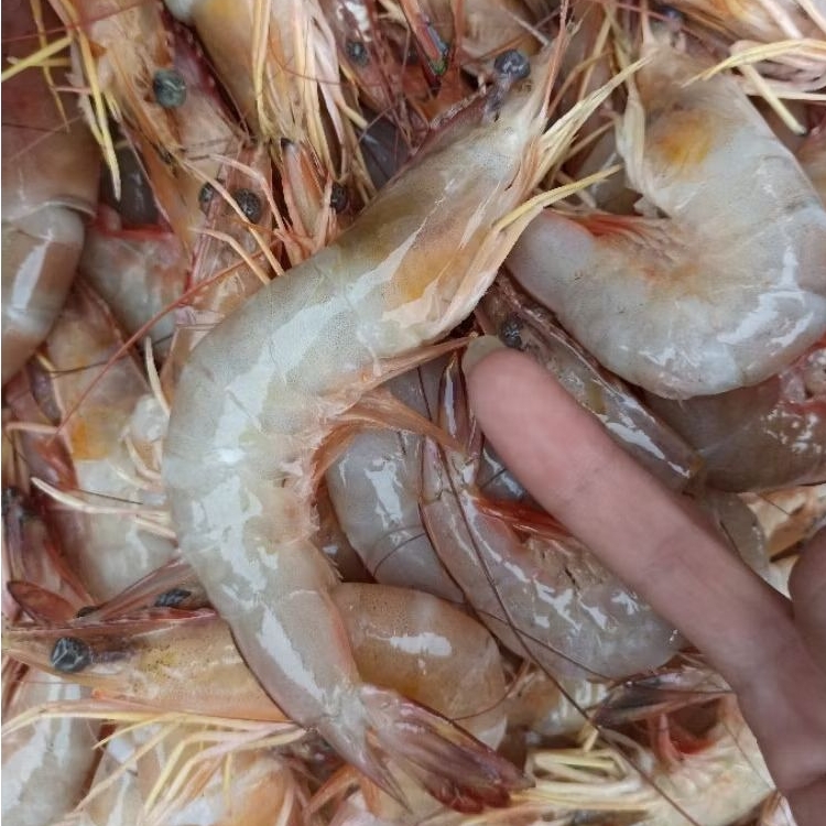 

INSTAN KOTA JAMBI Udang Agogo Besar 200gr