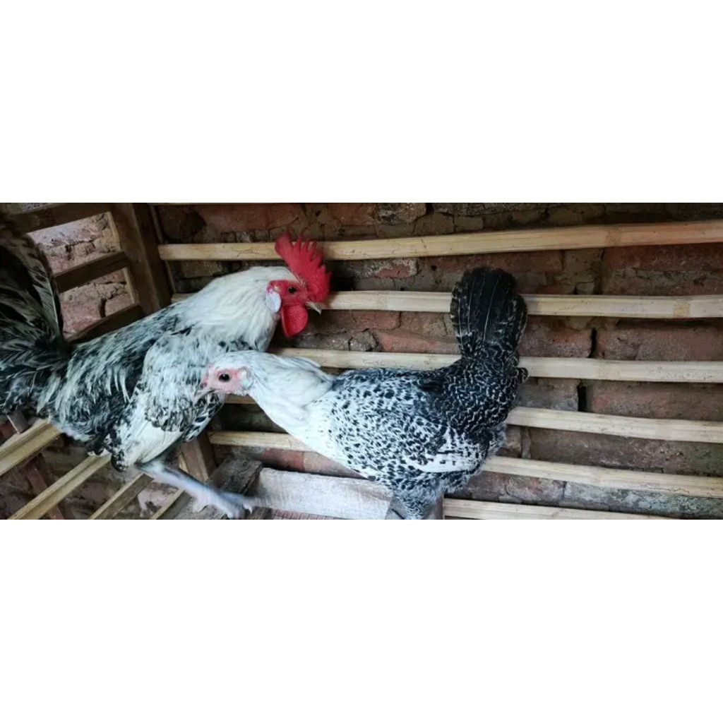 ayam petelur arab betina+jantan untuk ternak skala rumahan