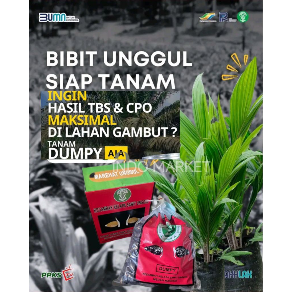 Benih sawit PPKS MAREHAT MEDAN