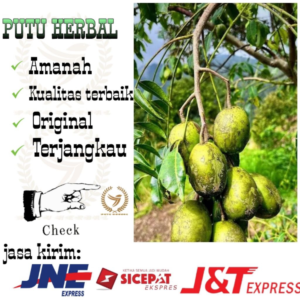 

buah kedondong | buah kedondong mini | buah kedondong hias segar dan fresh 500 gram