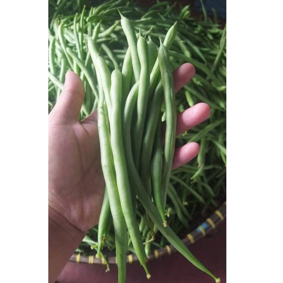 

Buncis 500gr