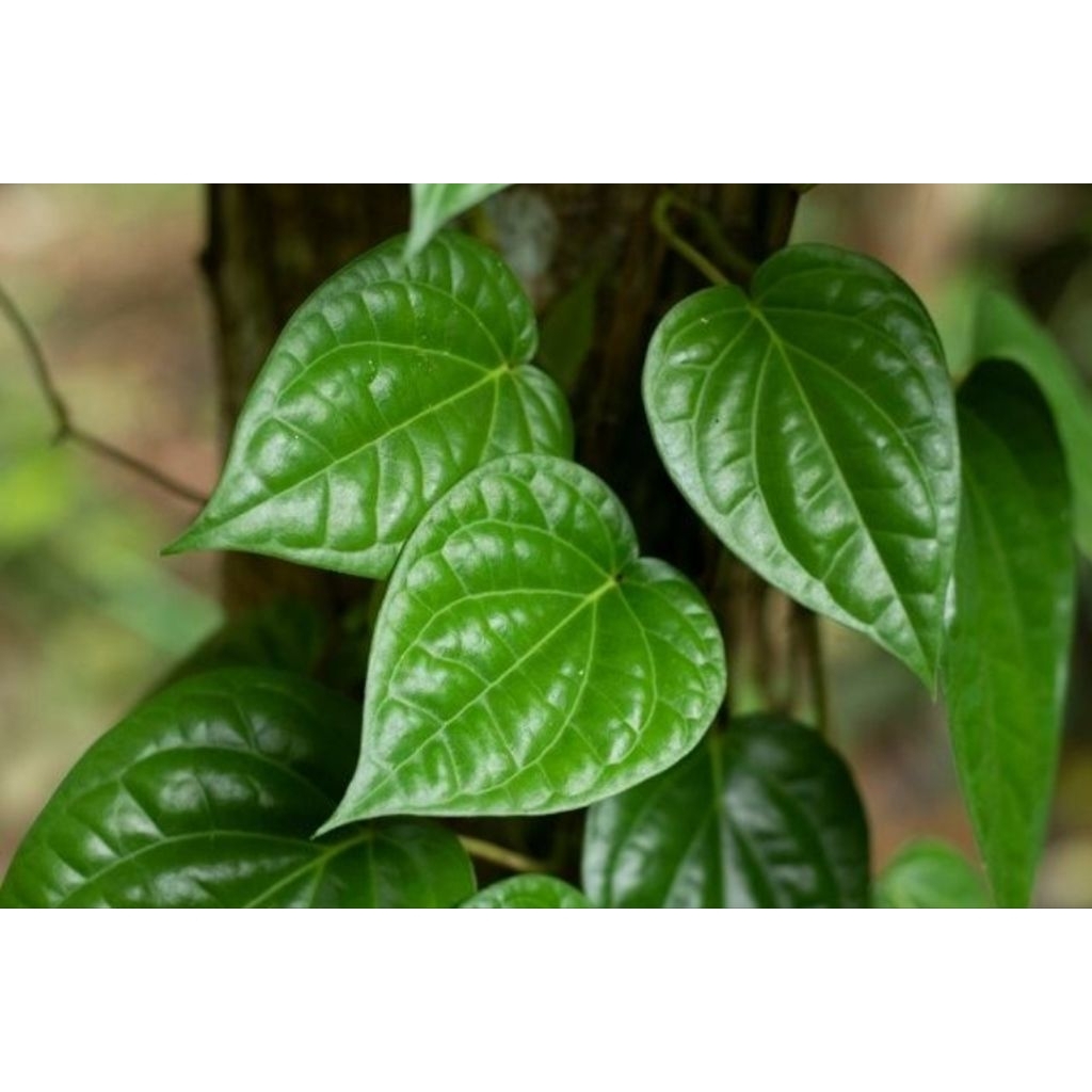 

DAUN SIRIH , DIPETIK SAAT DIPESAN