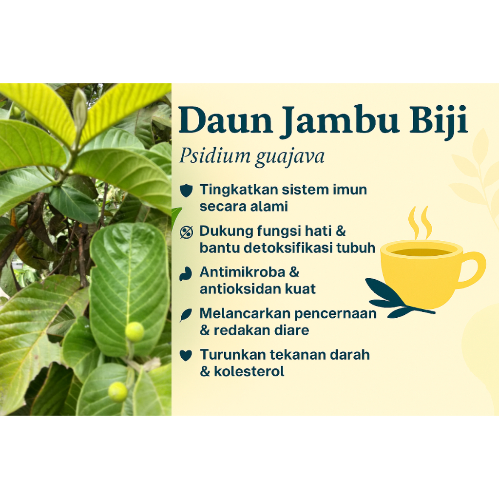 

Daun Jambu Biji Psidium Guajava Untuk Imun, Hati, dan Pencernaan