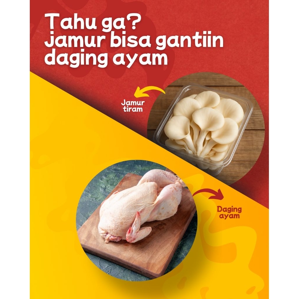 

jamur tiram