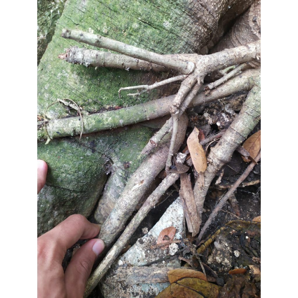 

Akar Pepaya