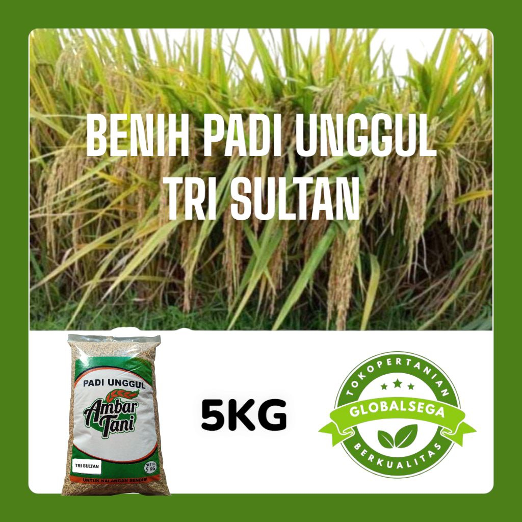 BENIH PADI UNGGUL TRI SULTAN ORIGINAL KEMASAN 5KG