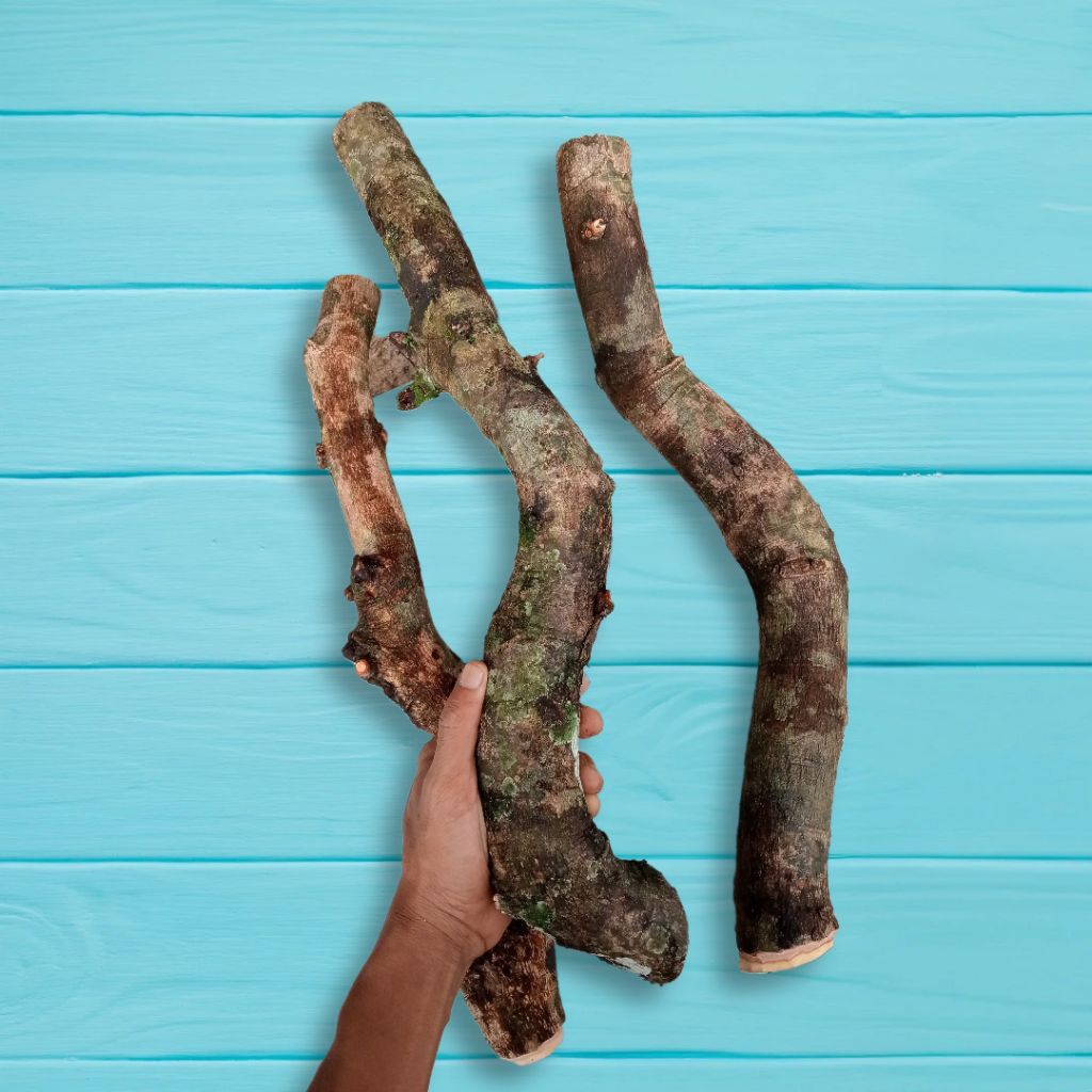 stek batang bahan bonsai walikukun besar meliuk