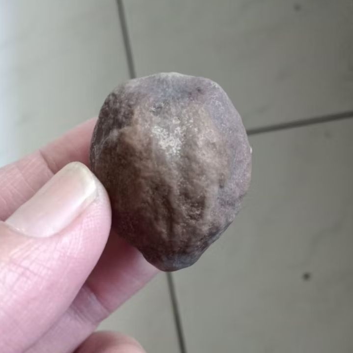 Kemiri Adu Muncang Adu Jalim Jawa Ori Full Tua