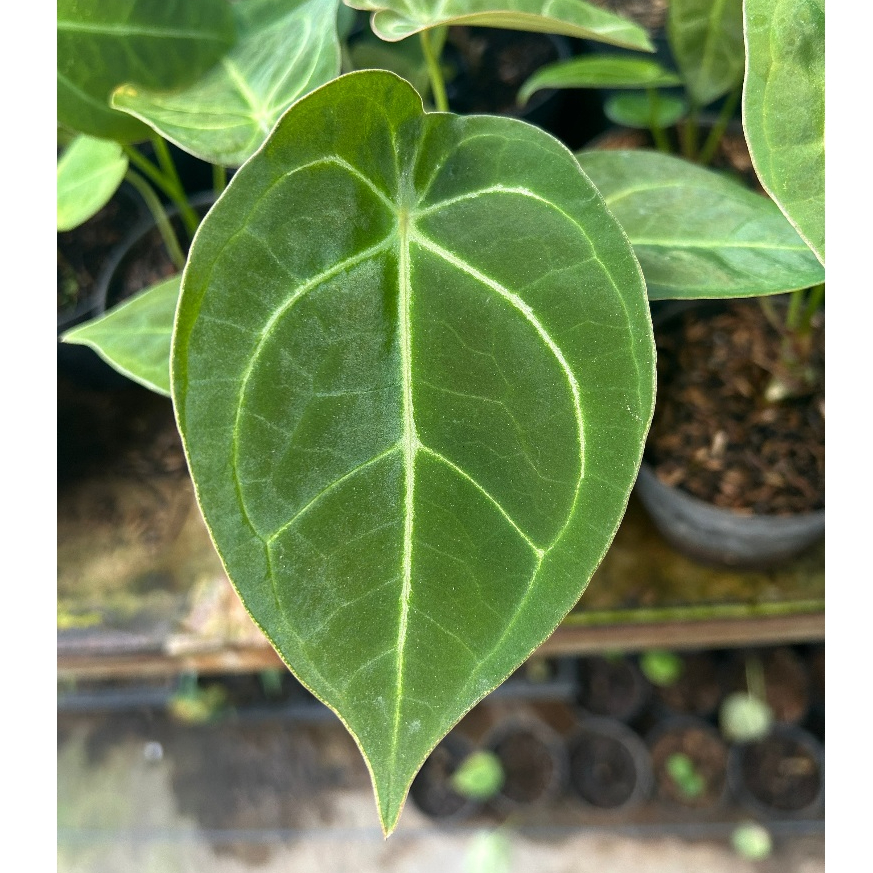 Anthurium Forgetti| Anthurium| Kuping Gajah