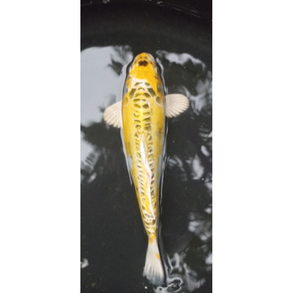 koi sisik naga macuba ukuran 25