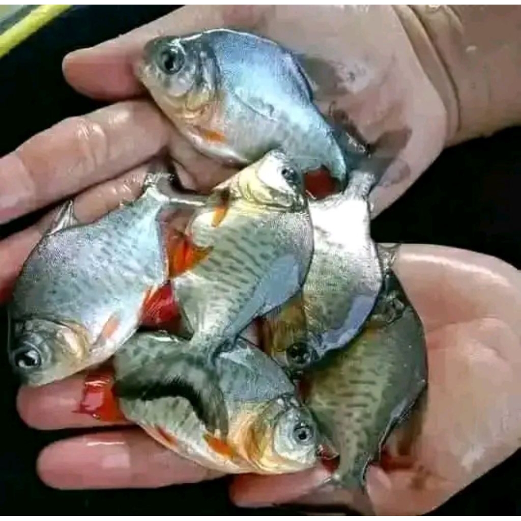 bibit ikan bawal
