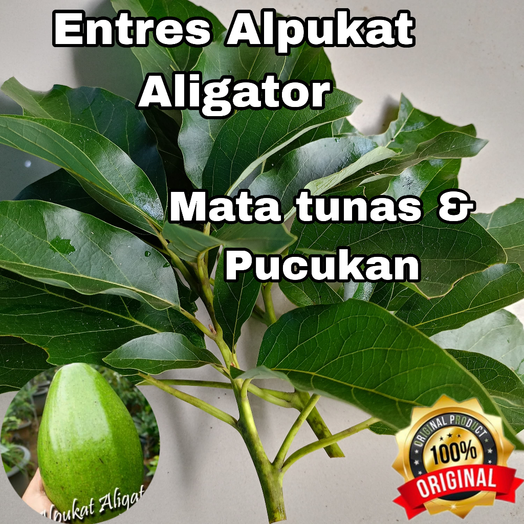 ENTRES ALPUKAT ALIGATOR ENTRES ALPUKAT SUPER BAGUS