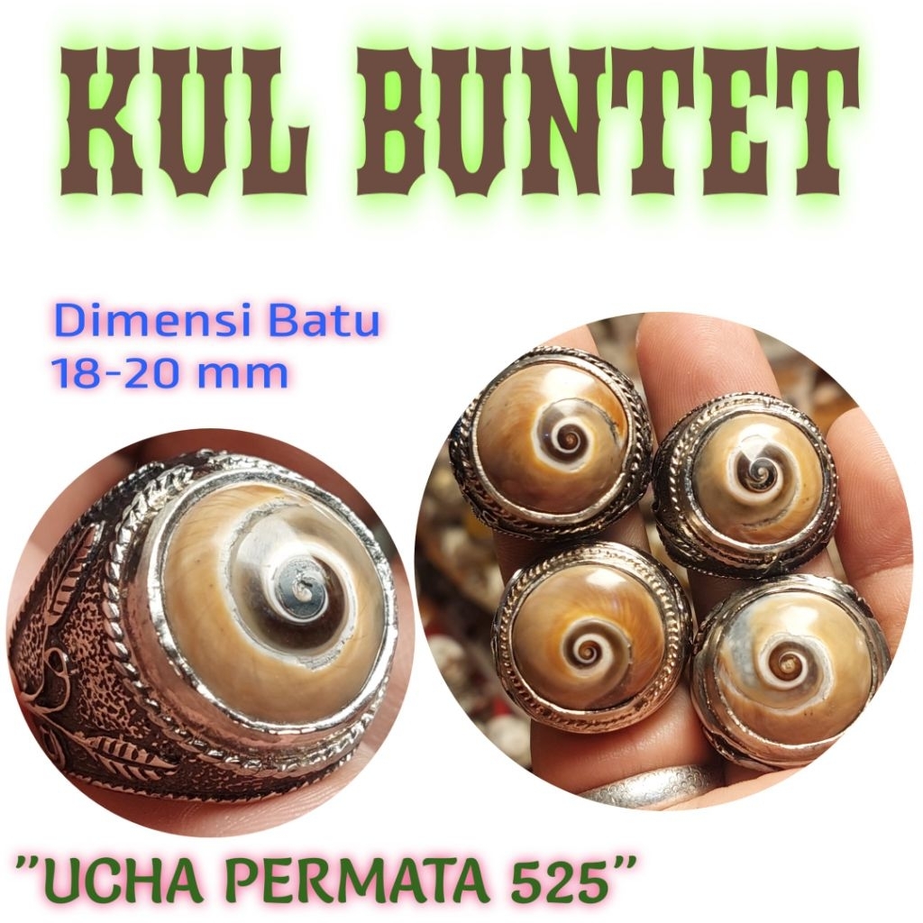 Cincin keong kul buntet asli coklat alam / cincin keong puser bumi