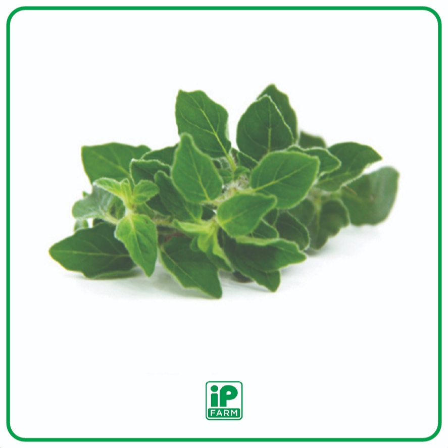 

Fresh Marjoram / Daun Marjoram Segar