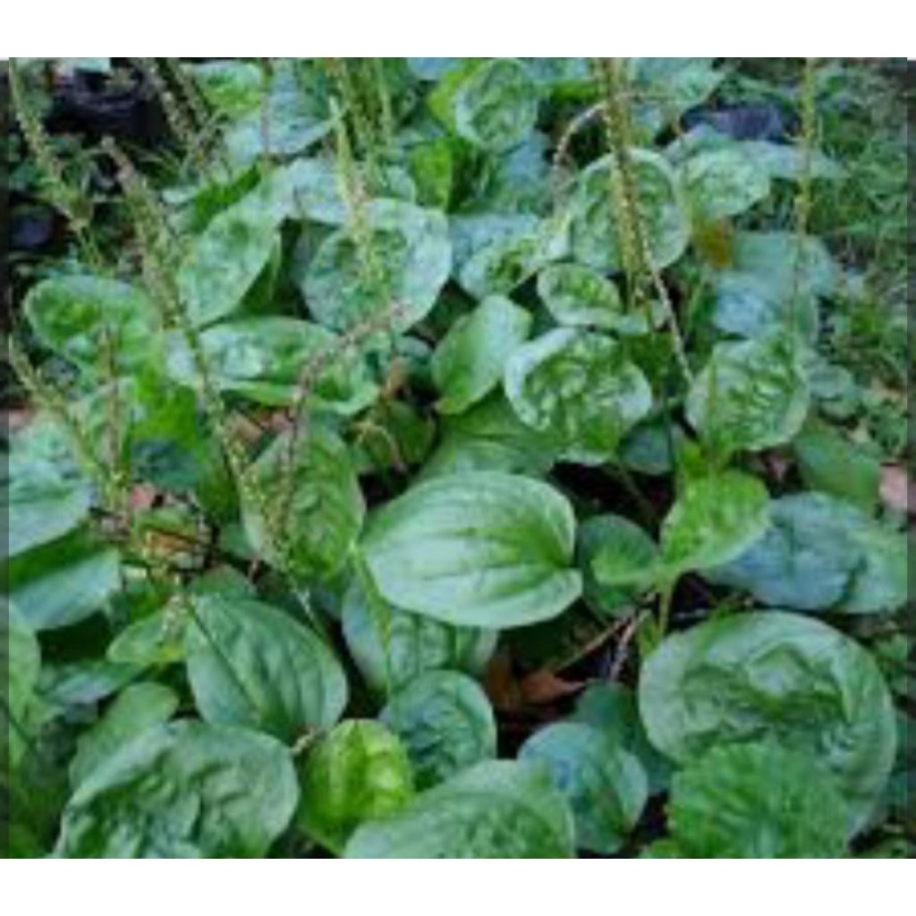 

Daun ki urat/kisendok segar,100gram