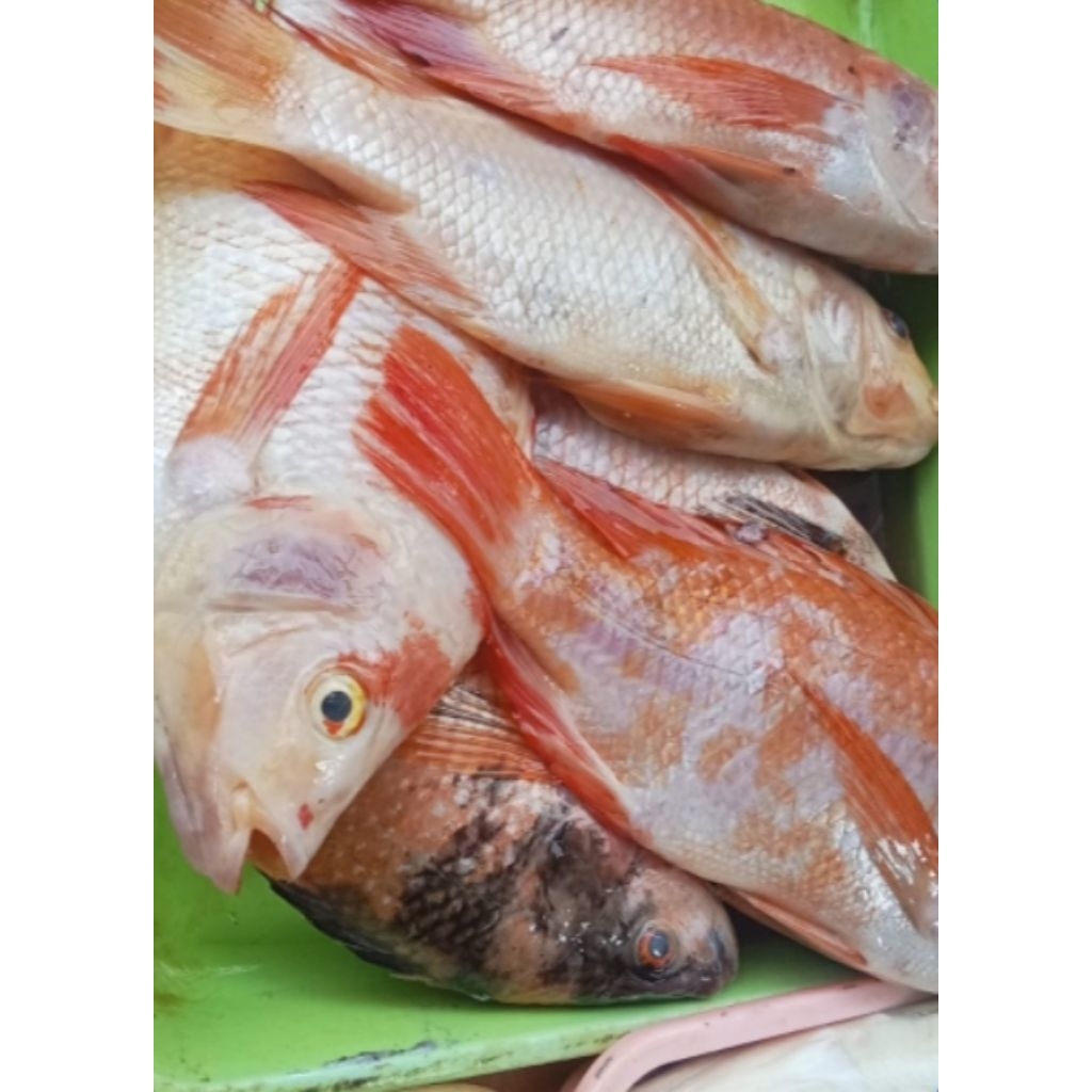 

ikan nila kilo 50.000