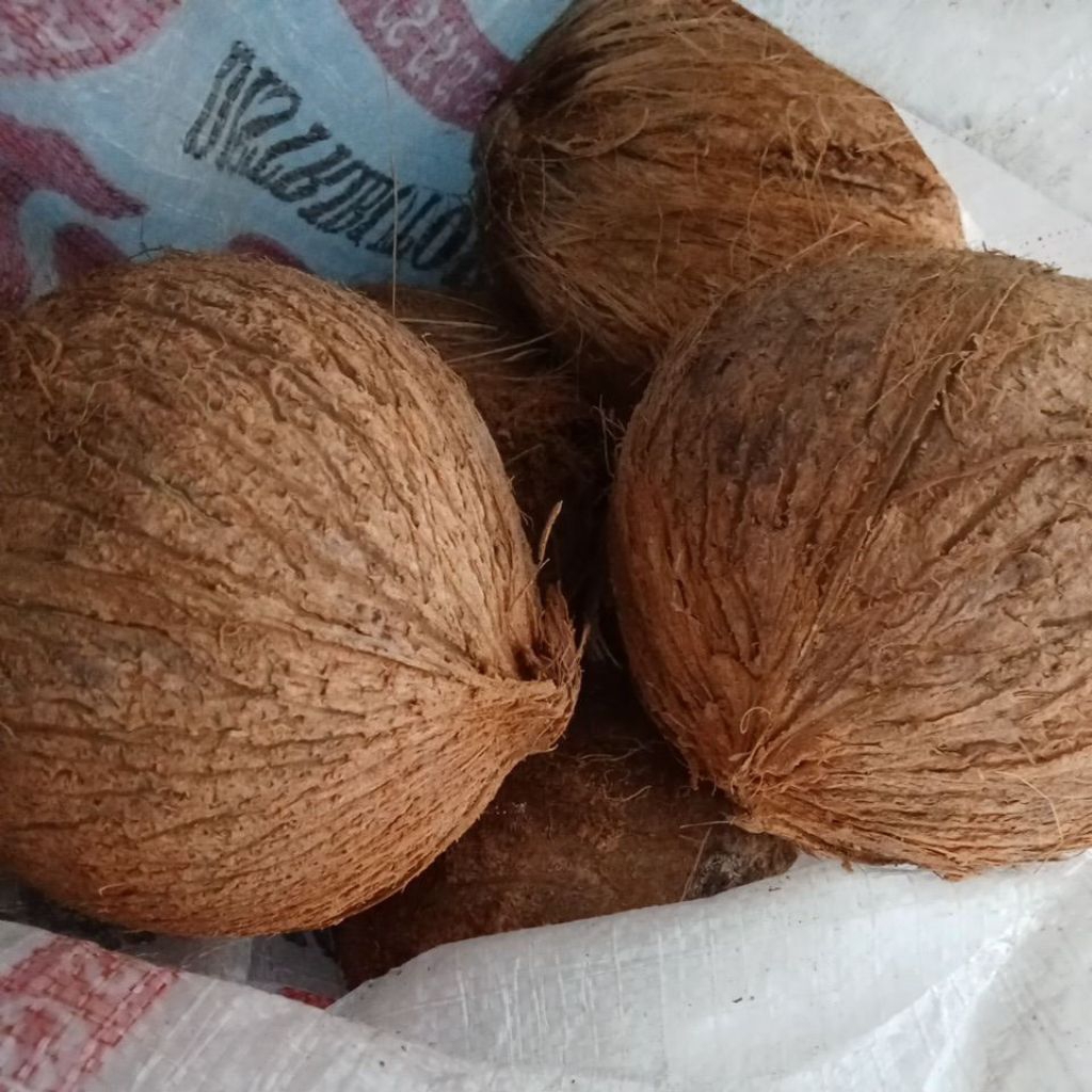 

Kelapa tua[utuh2buah]