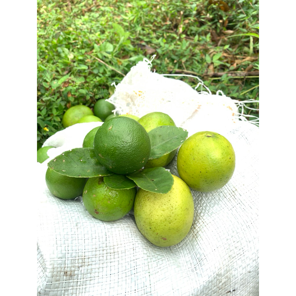 

Jeruk nipis lokal-fresh 500gram air nya banyak