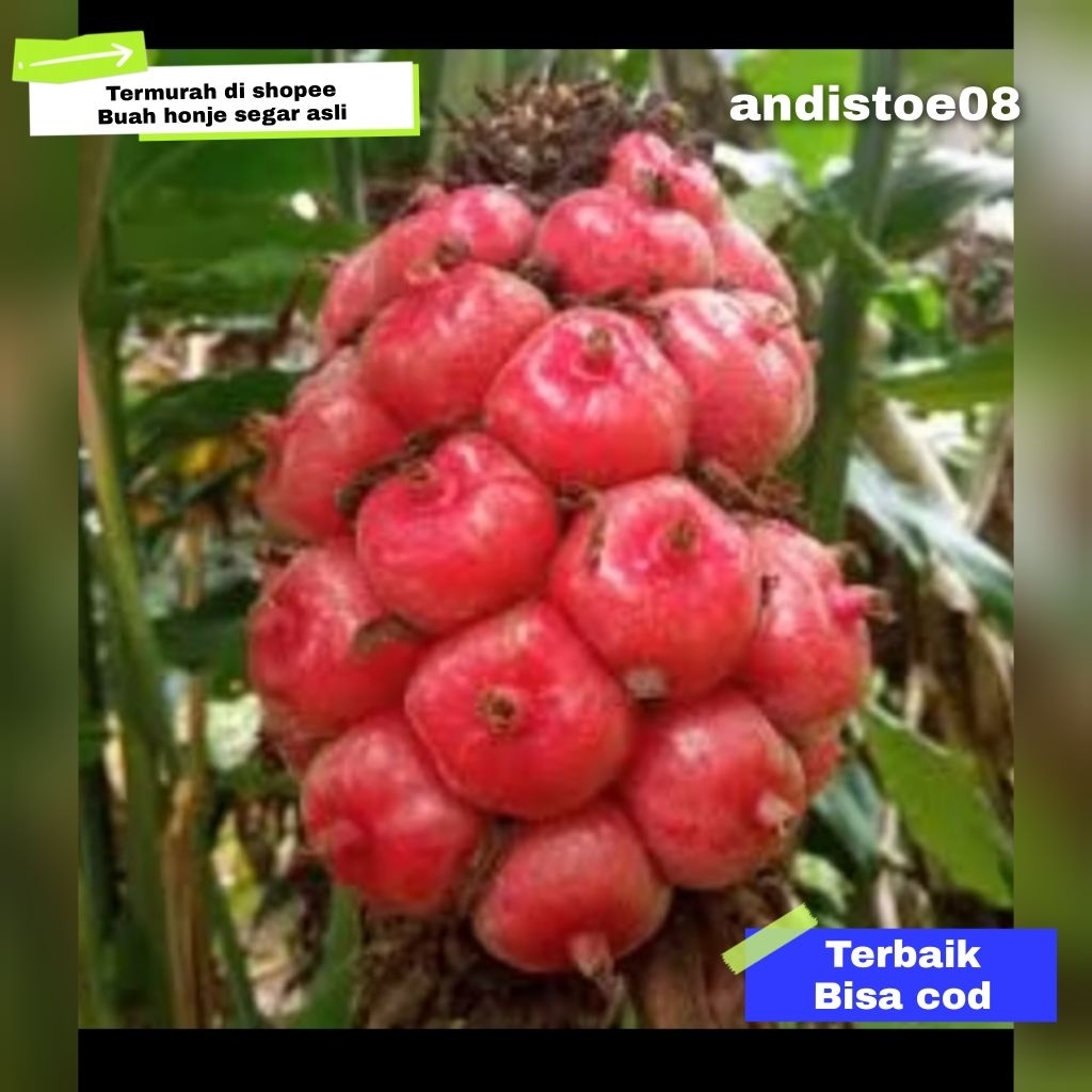 

buah honje segar asli original 100%b1kg
