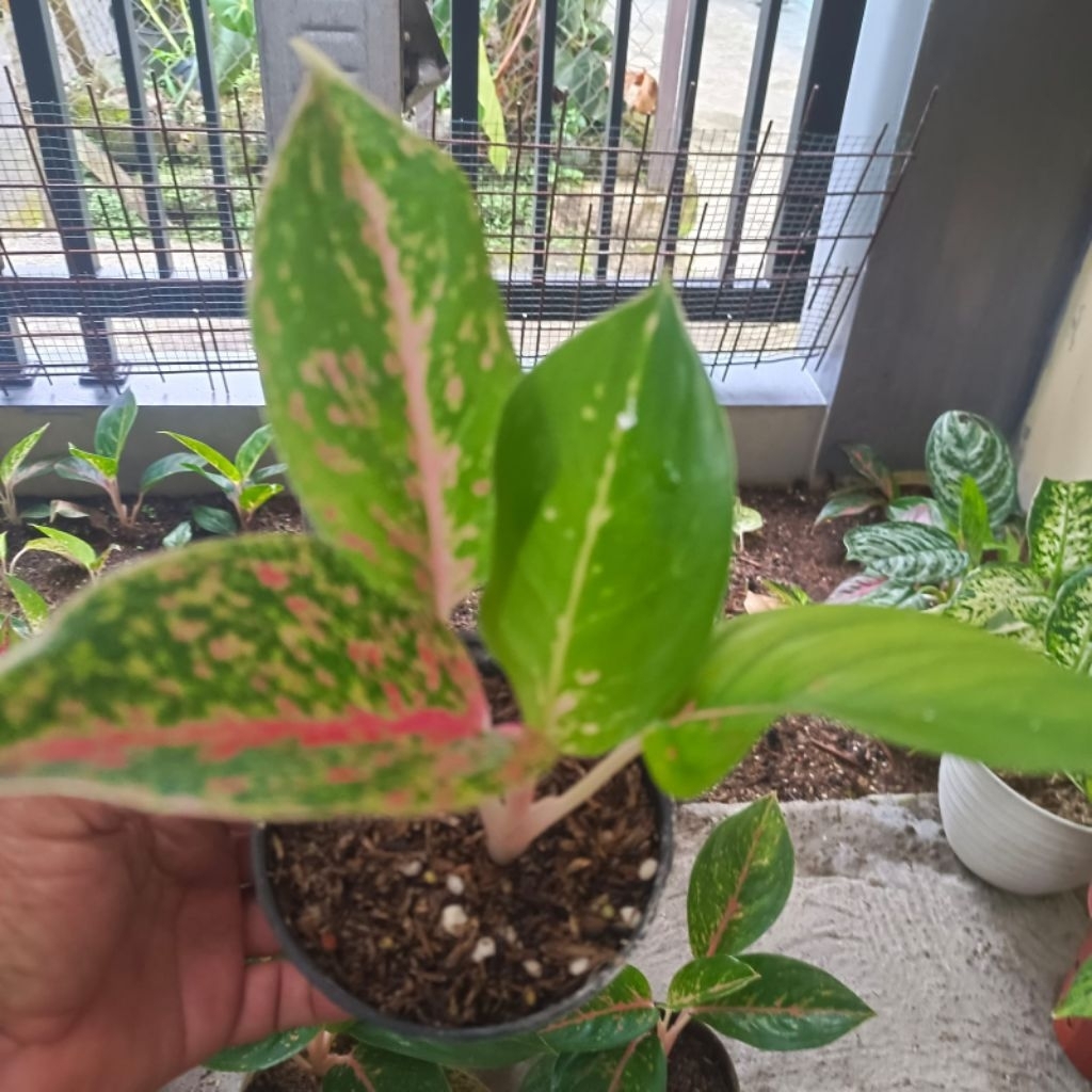 Tanaman hiasa Aglonema Splash