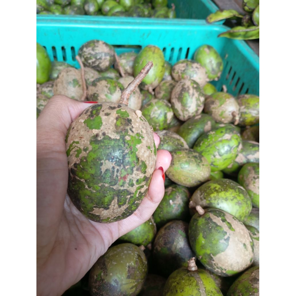 

Kedondong