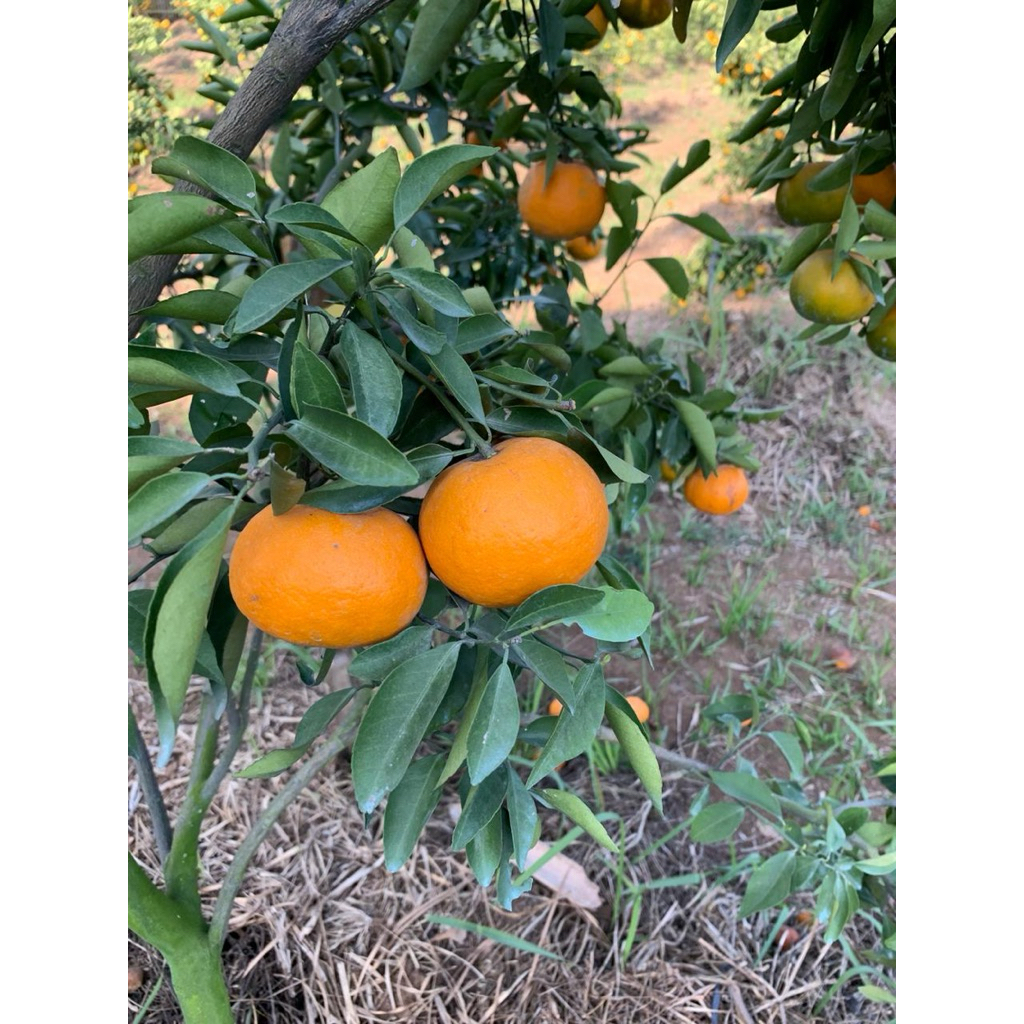 

Jeruk Siem Madu Malang