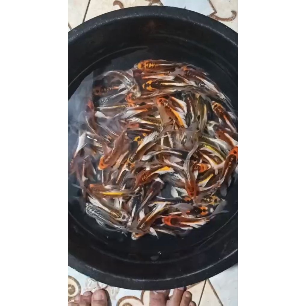 Ikan Koi Slayer Warna 12-15 Cm Bebas Pilih