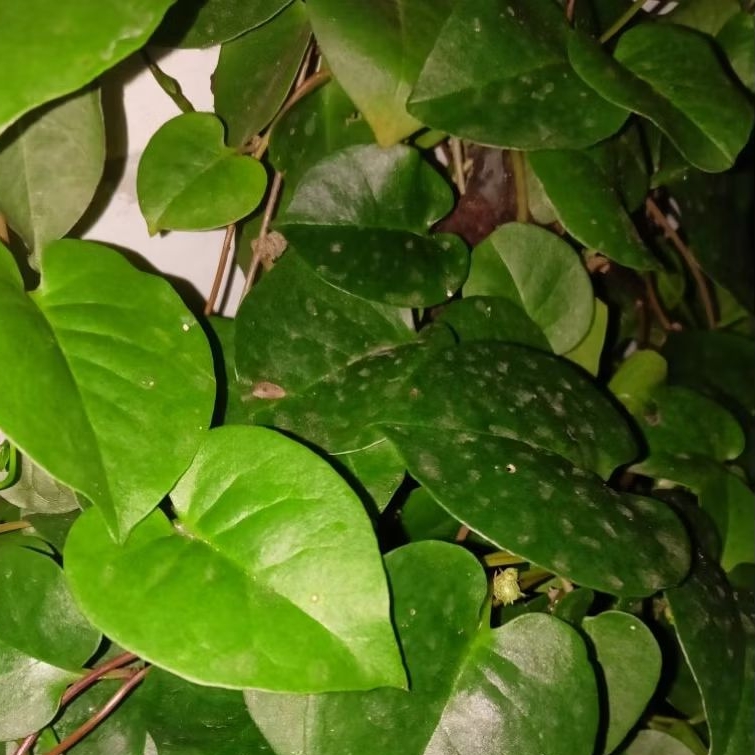 

Daun Binahong Segar Alami & Penuh Khasiat untuk Kesehatan