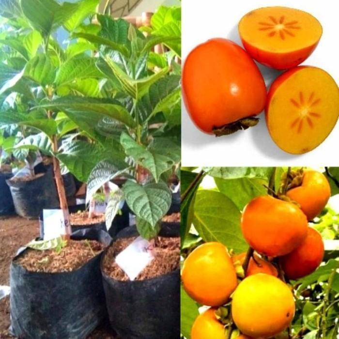 BIBIT BUAH KESEMEK IMPORT