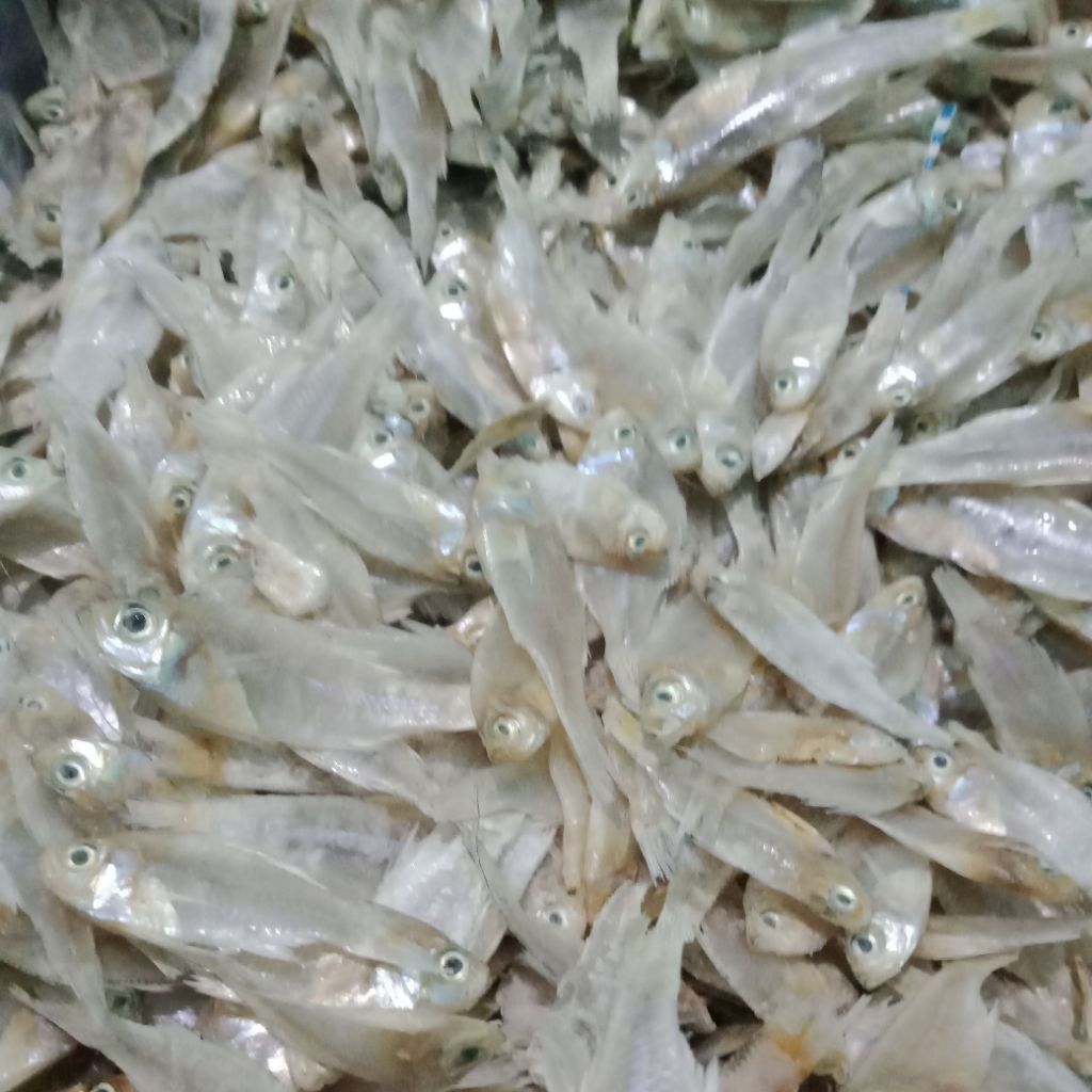 

ikan asin wader laut / ikan pengkah