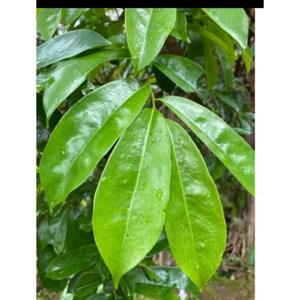 

DAUN SIRSAK SEGAR 50 LEMBAR