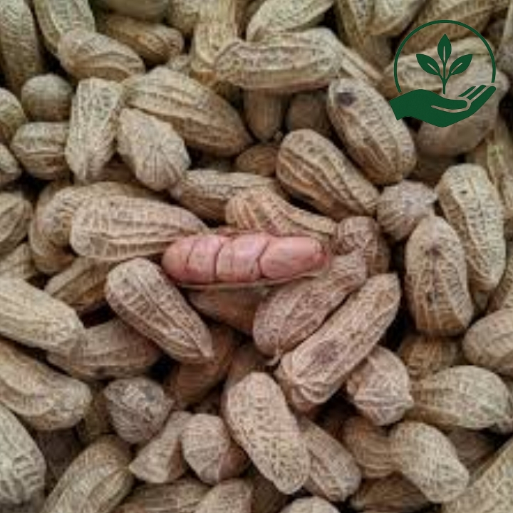 

Kacang Tanah Sangrai Atau Panggang