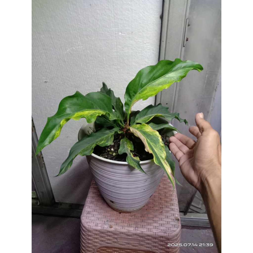 anthurium gelombang cinta variegata kuning