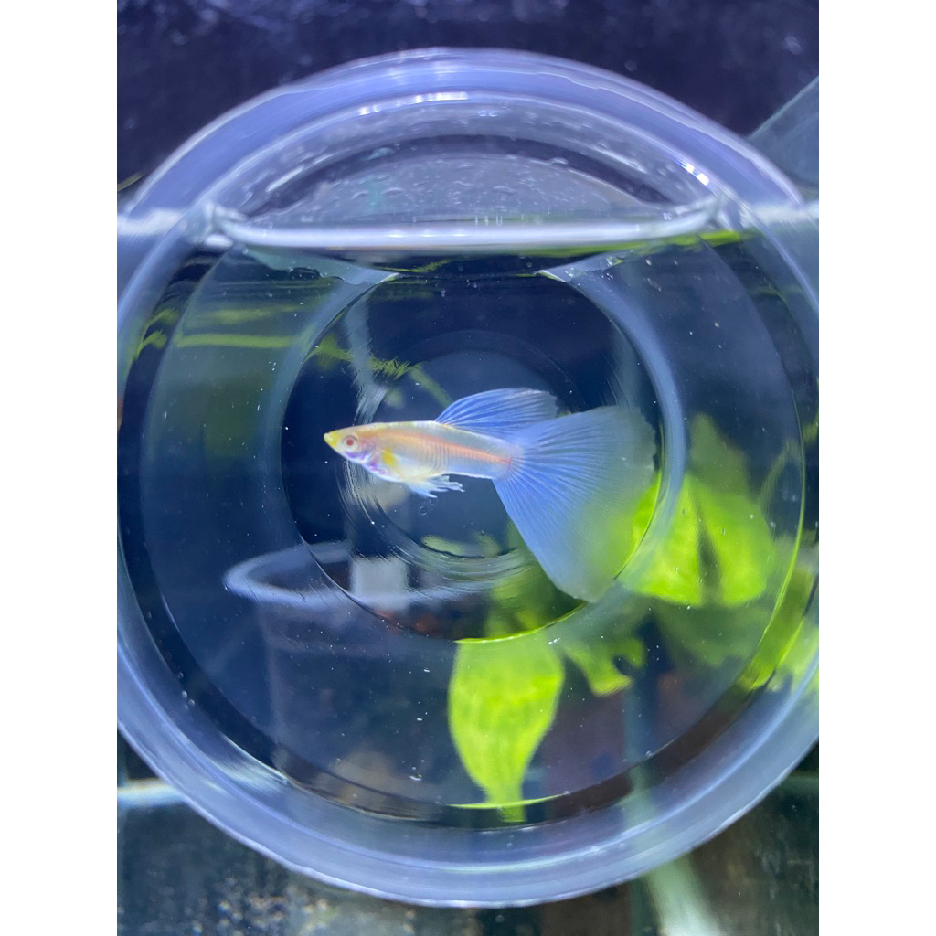 Hiasan Aquarium. 1 pasang guppy albino sky blue topaz