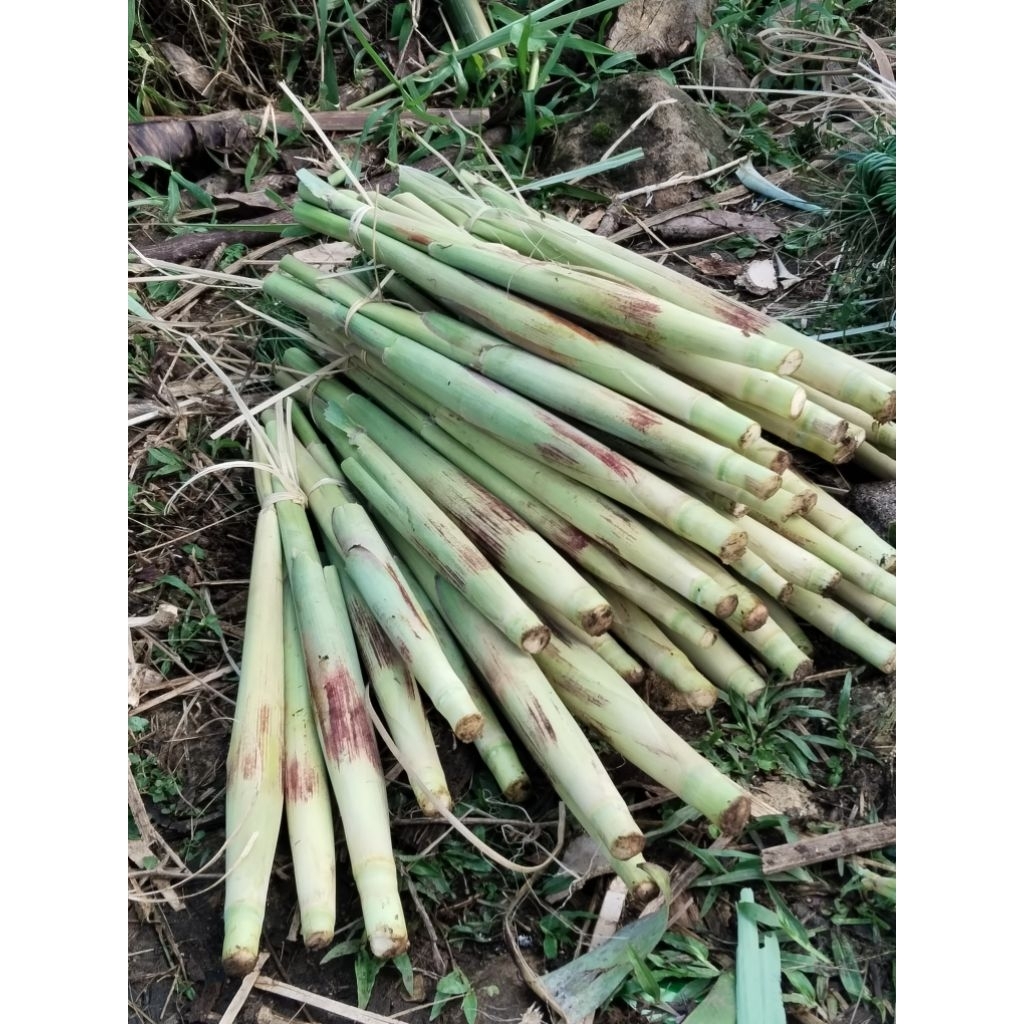 

tebu telor, terubuk segar periket 3pcs