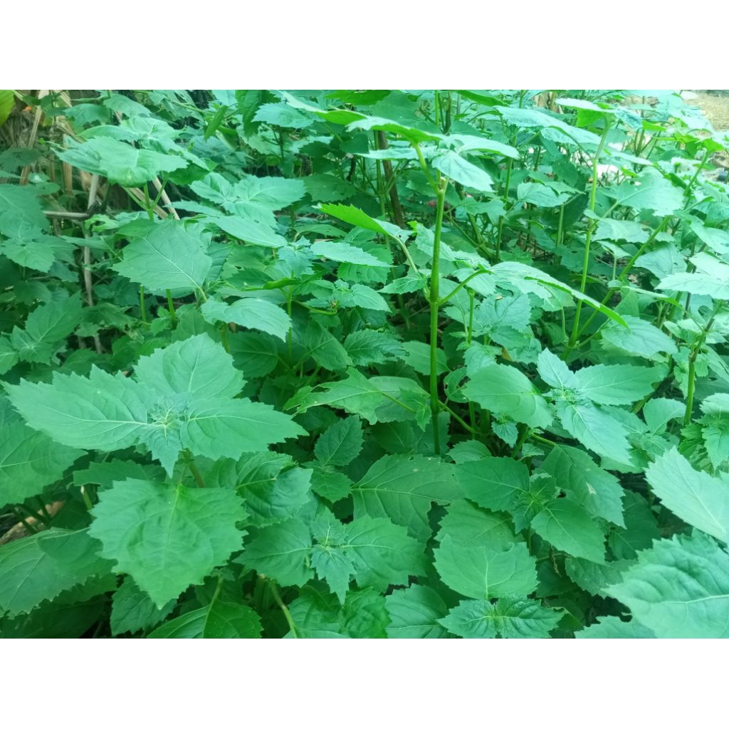 

Daun Nilam Kering Asli – Tanpa Batang (Grade Premium) | 1 Kg