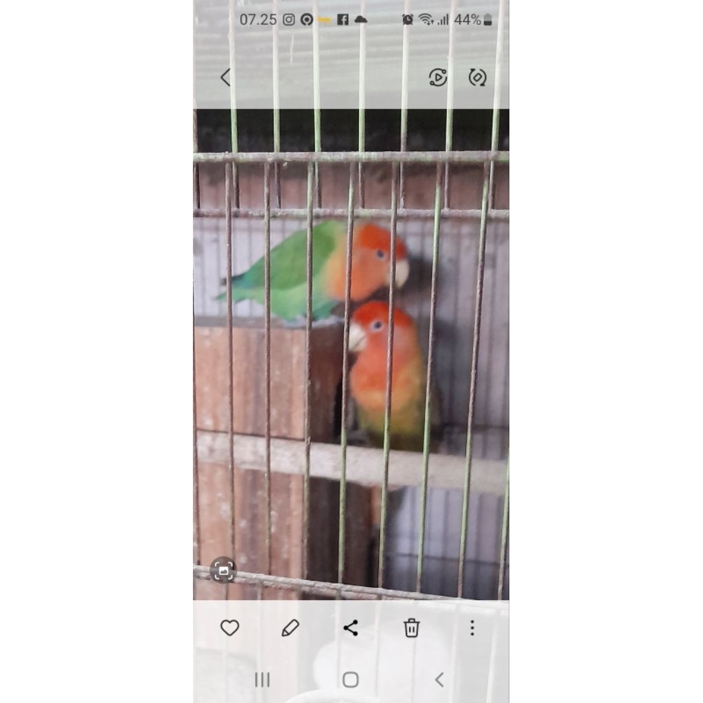 BURUNG LOVEBIRD INDUKAN NK GREEN SEPASANG