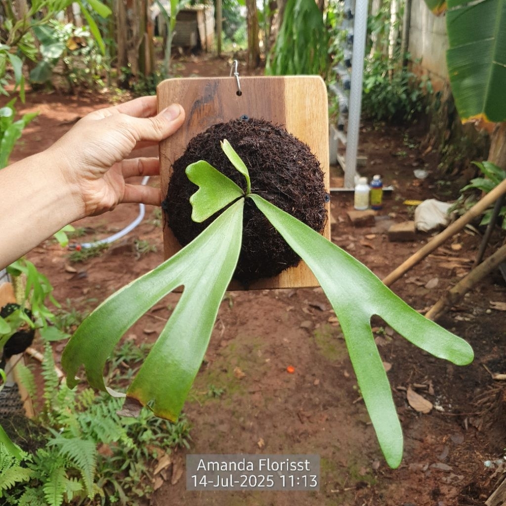 PLATYCERIUM VASSEI / ALCICORNE MADAGASCAR