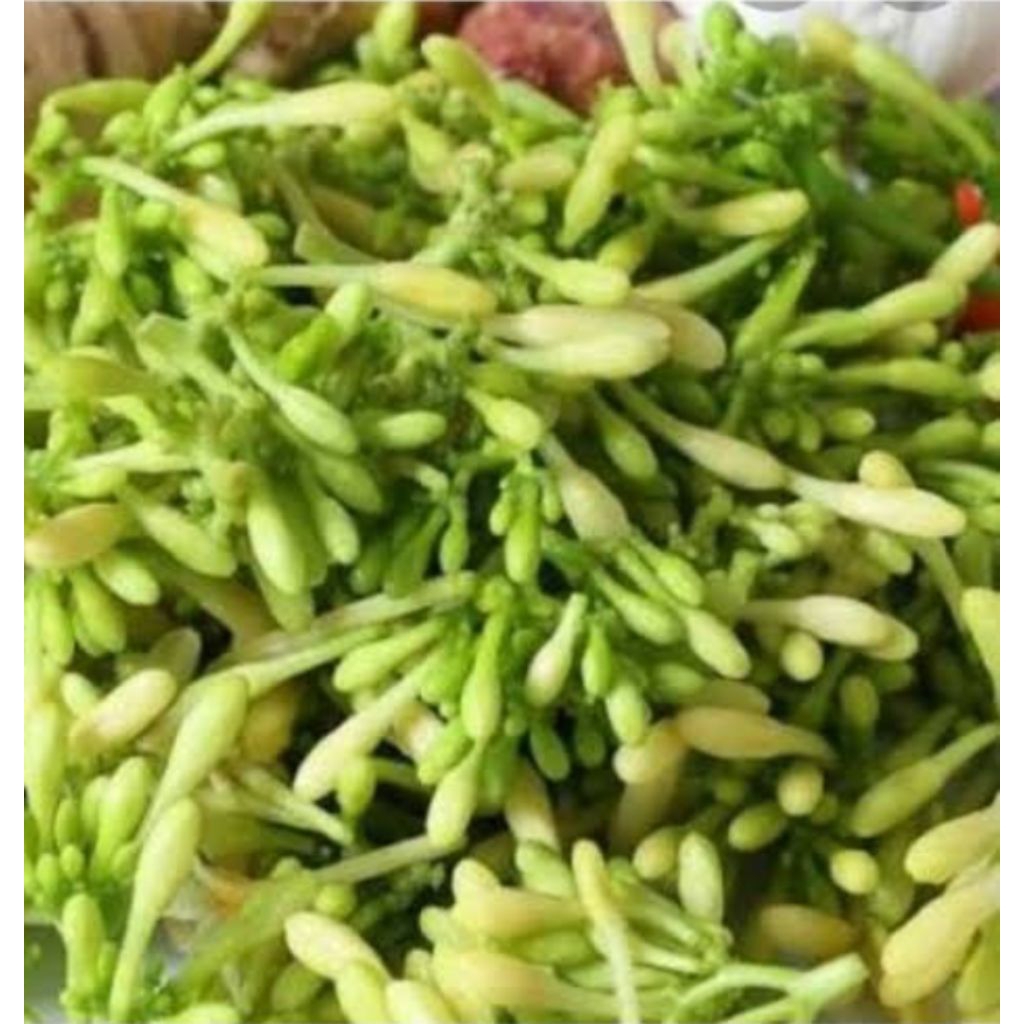 

Bunga pepaya segar/pres